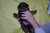 Puppies J